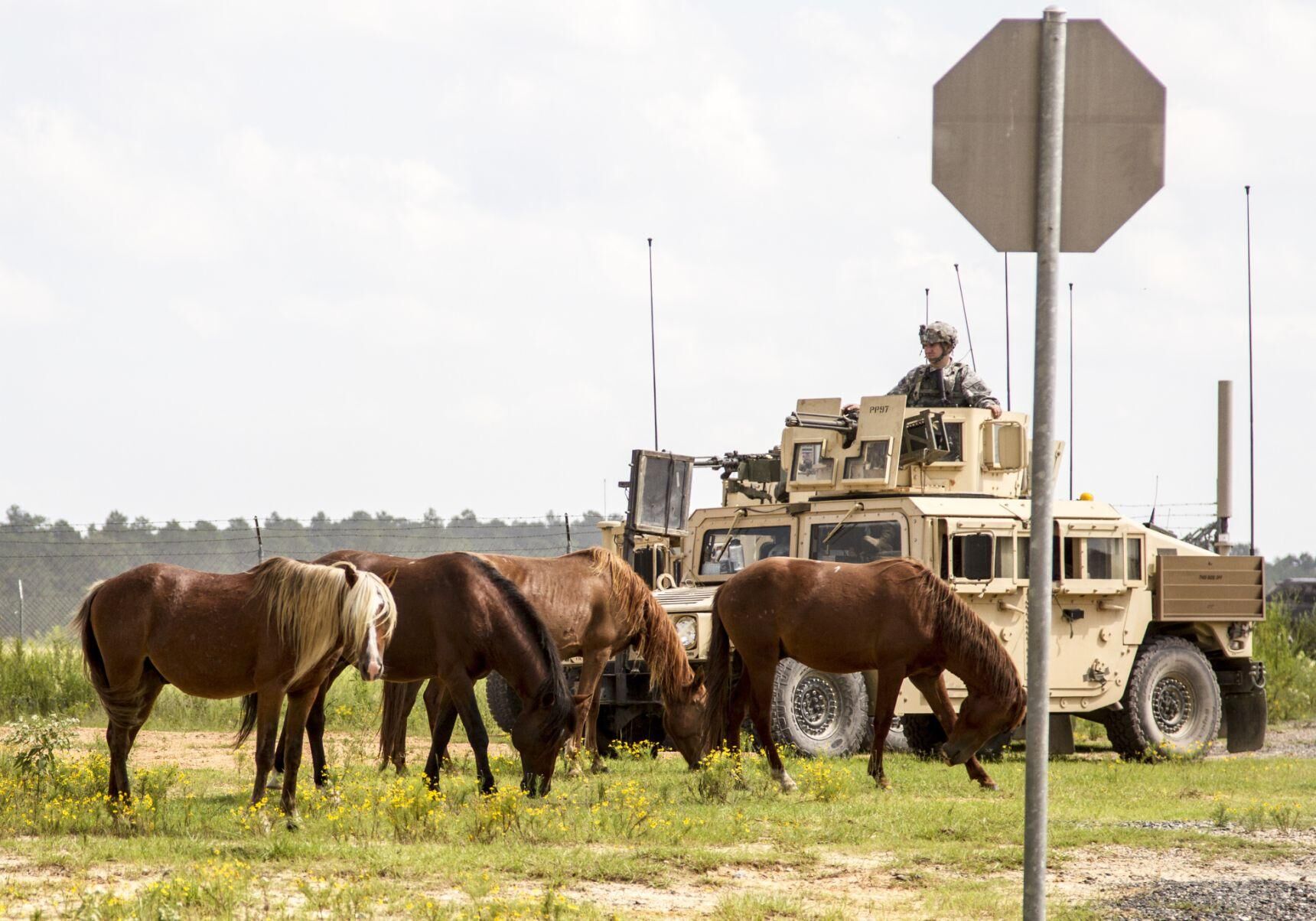 horses 12